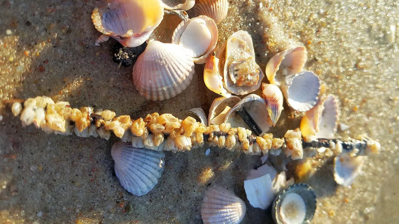 mapa plaże polskie muszle