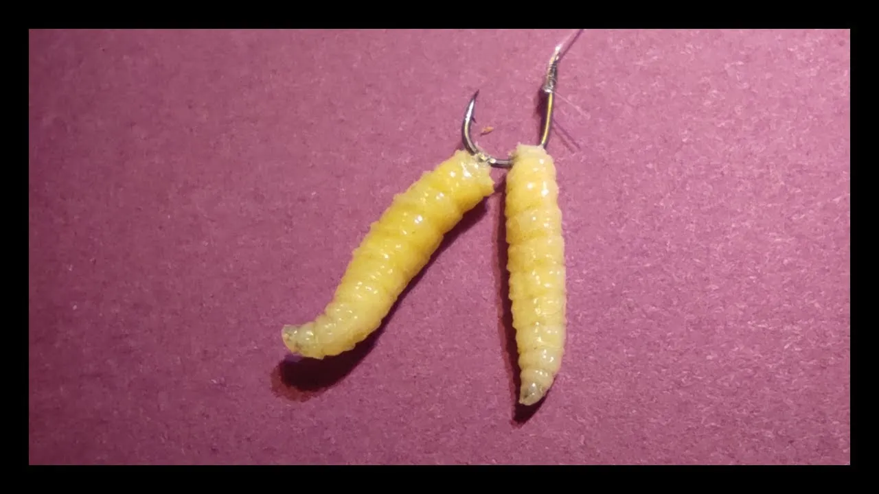 Jak prawidłowo założyć białego robaka na haczyk