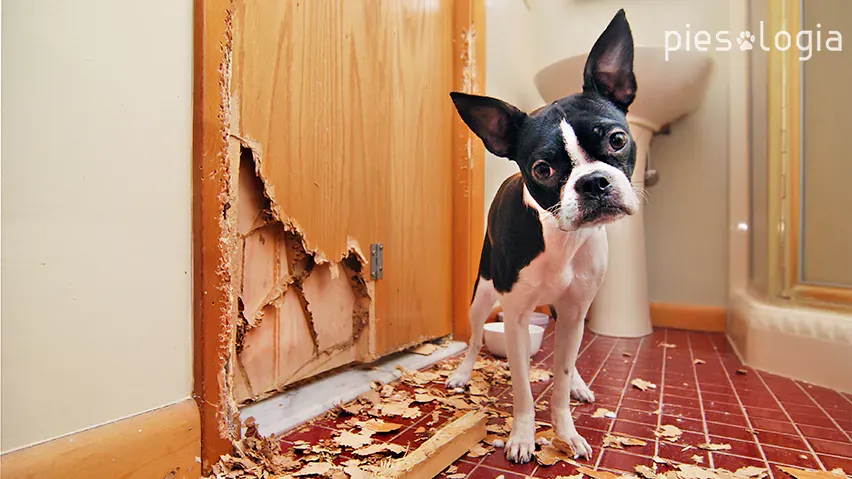 pies zestresowany lęk separacyjny