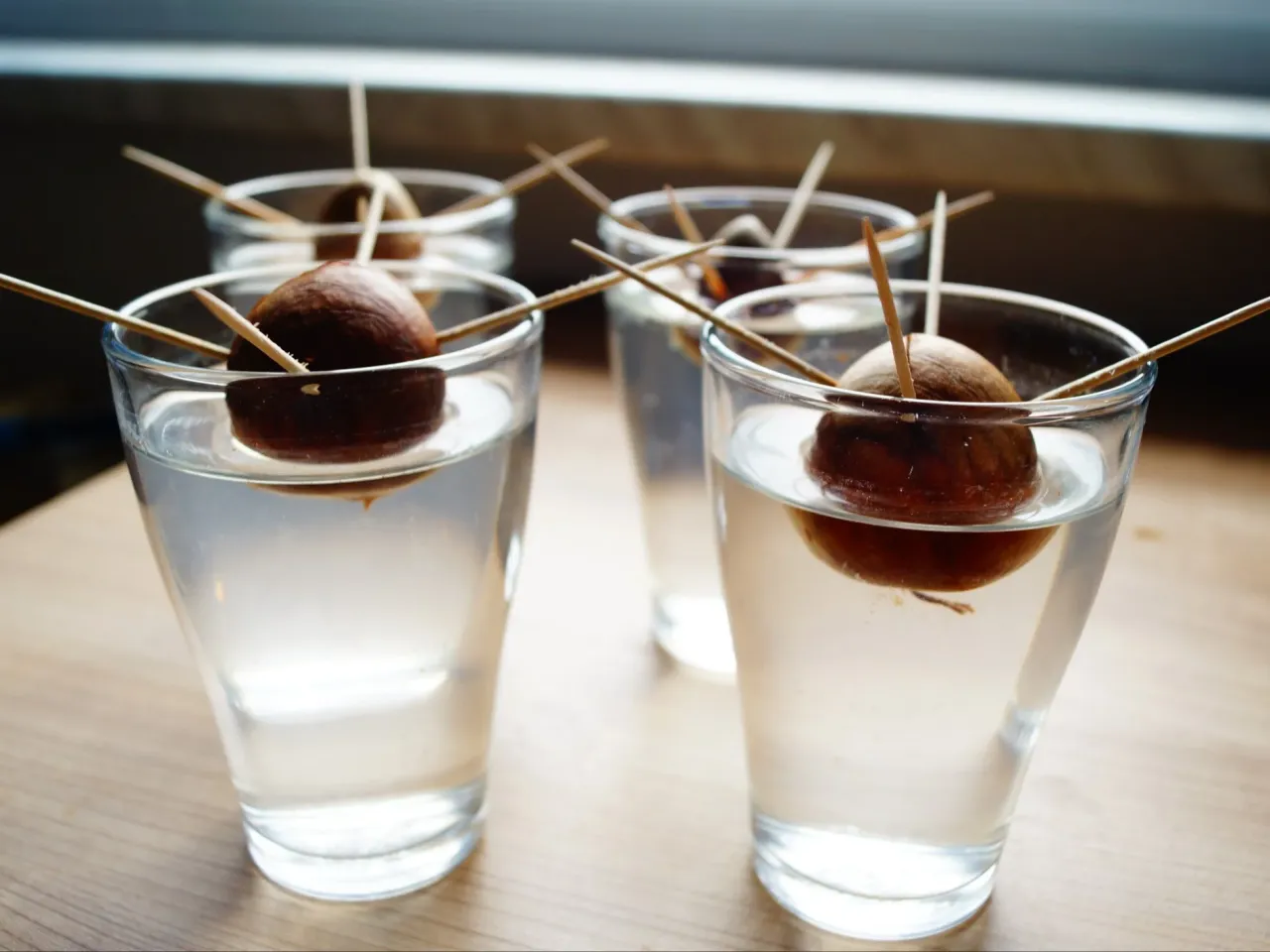 kiełkująca pestka awokado w szklance z wykałaczkami na parapecie