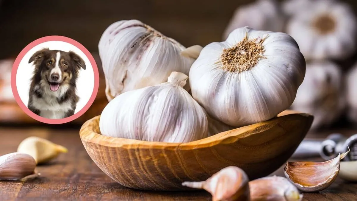 pies i czosnek, czosnek toksyczny dla psa