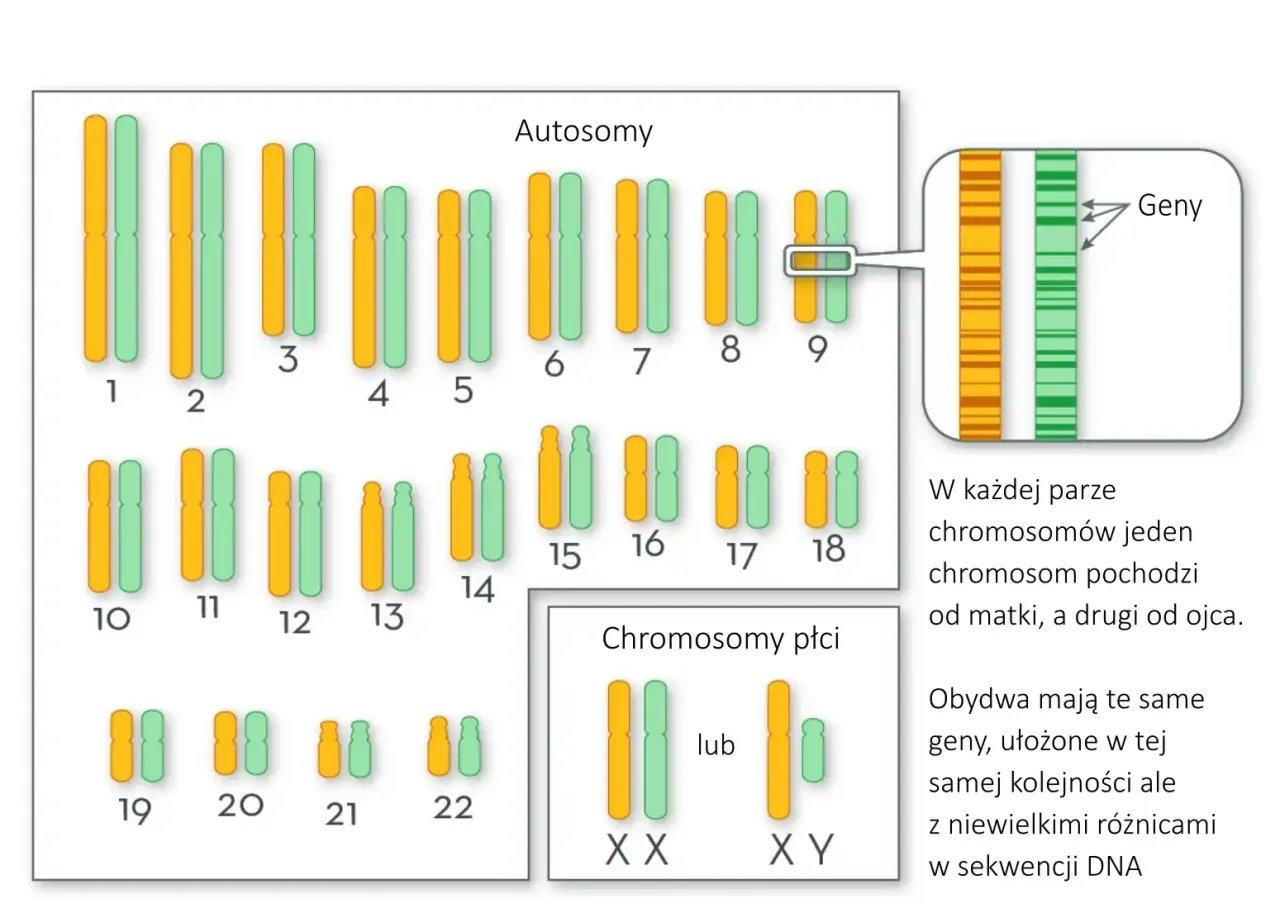DNA, genetyka, struktura chromosom&oacute;w, badania genetyczne autyzm