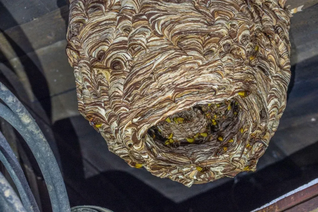 Gniazdo szerszeni w środku lata