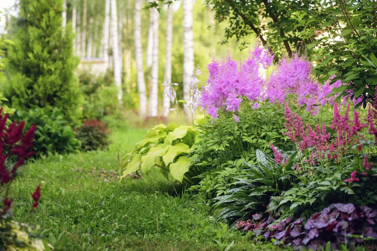 rośliny do cienia i na słońce