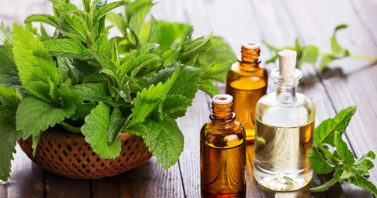 błędy w pielęgnacji mięty