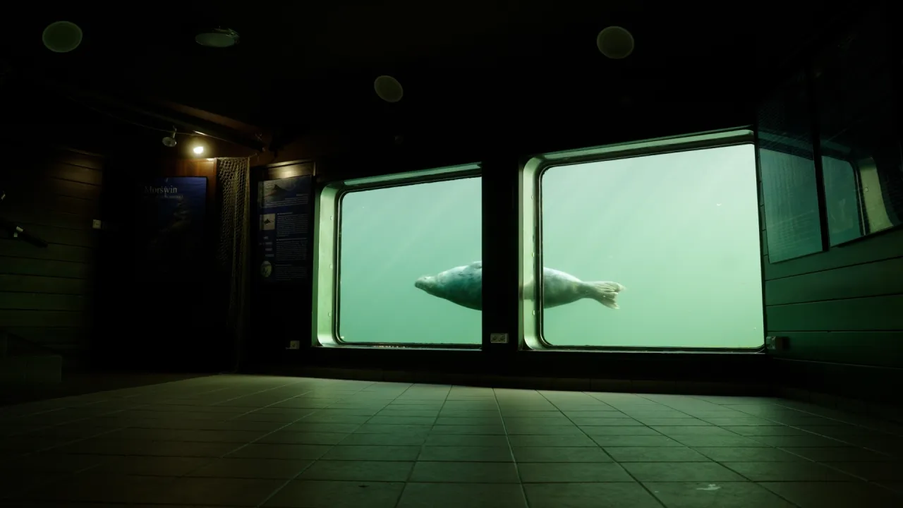 Sea Park Sarbsk foki