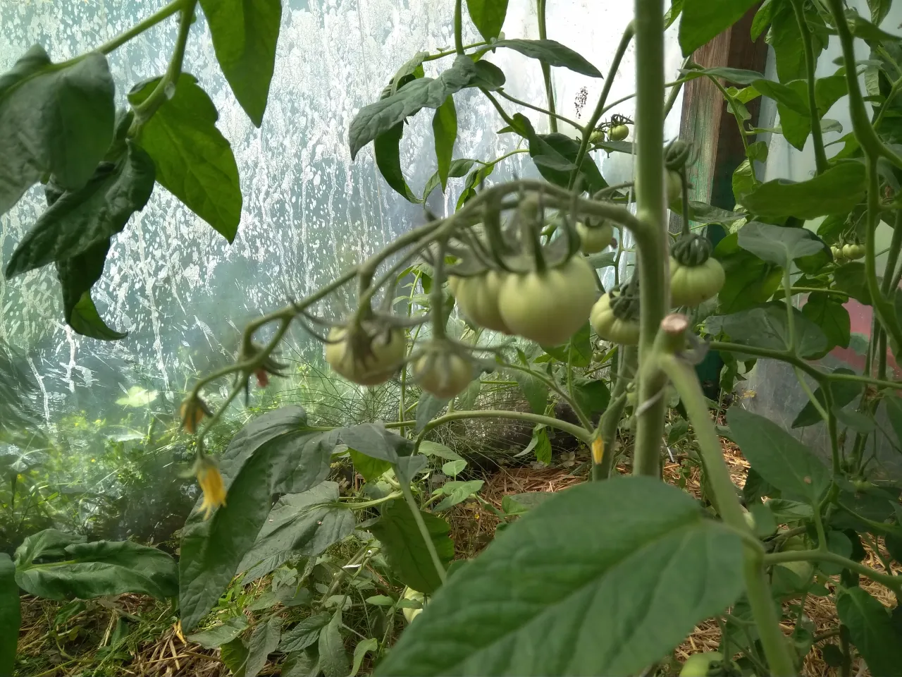 Zielone pomidory na gałązkach w szklarni, czekające na zapylanie.
