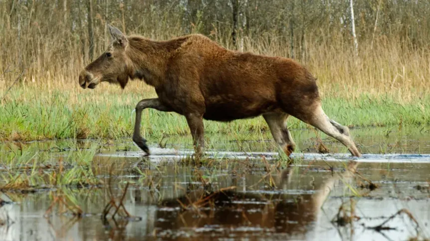 Biebrzański Park Narodowy łoś rozlewiska