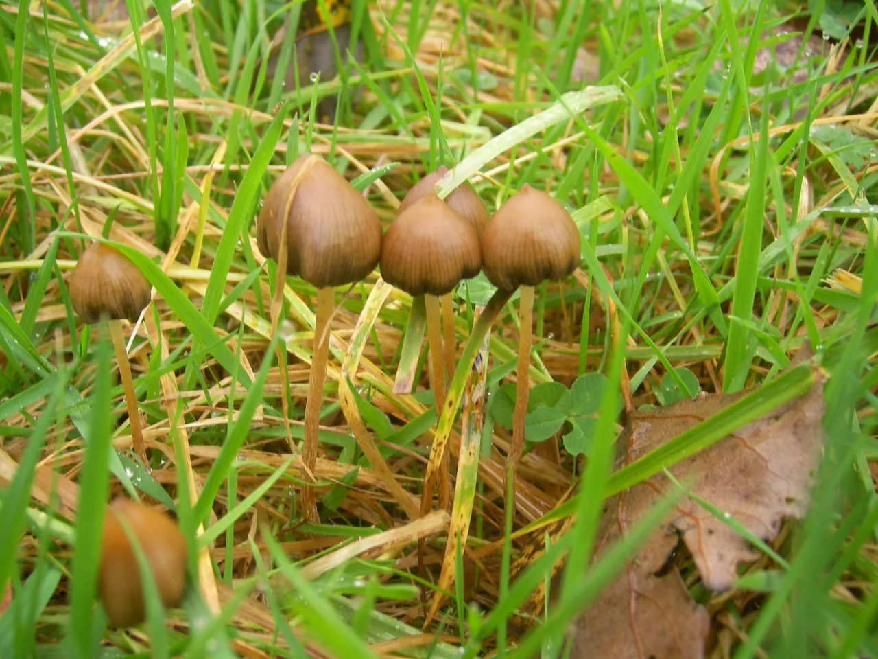 Łysiczka lancetowata Psilocybe semilanceata
