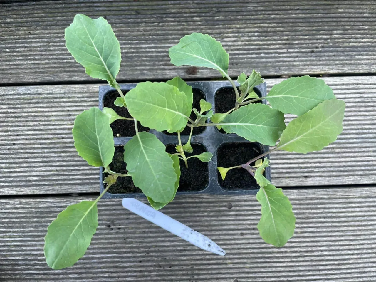 kalendarz sadzenia brokułów