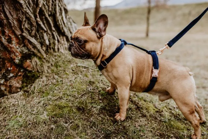 Pies w szelkach typu Guard