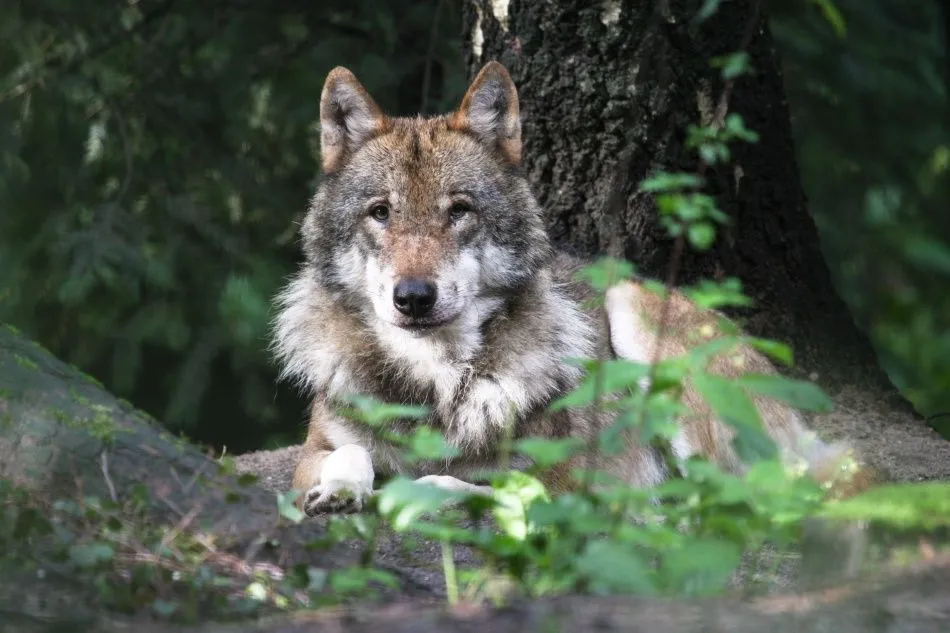 Wolf im Wildpark Schwarze Berge