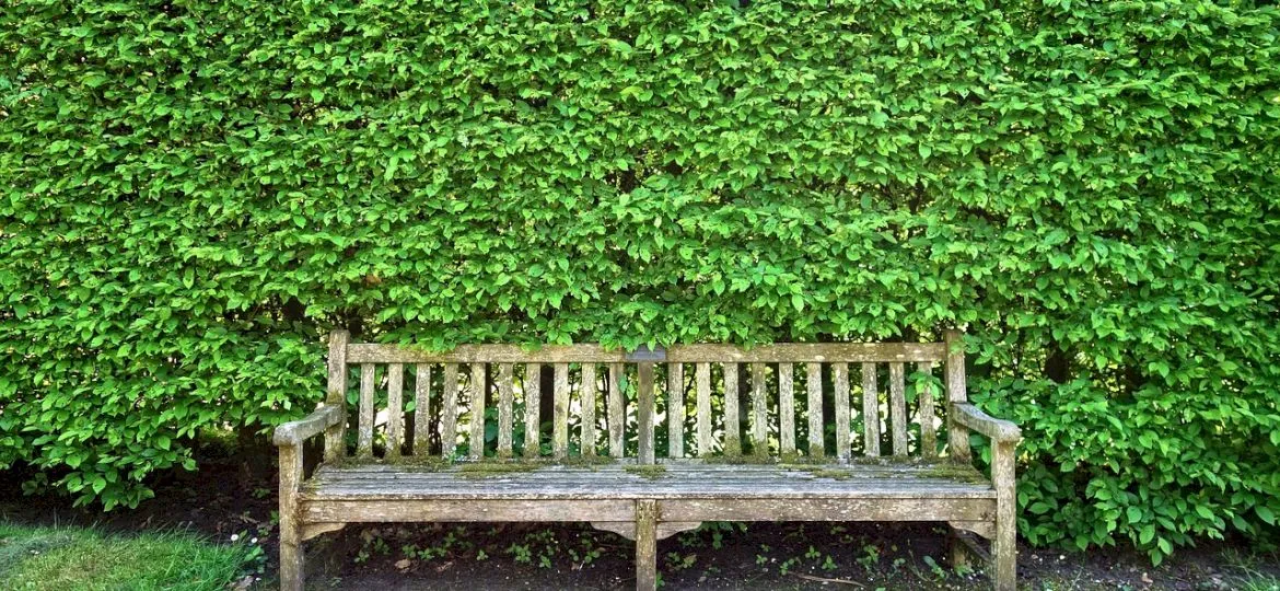 sp&oacute;r sąsiedzki żywopłot