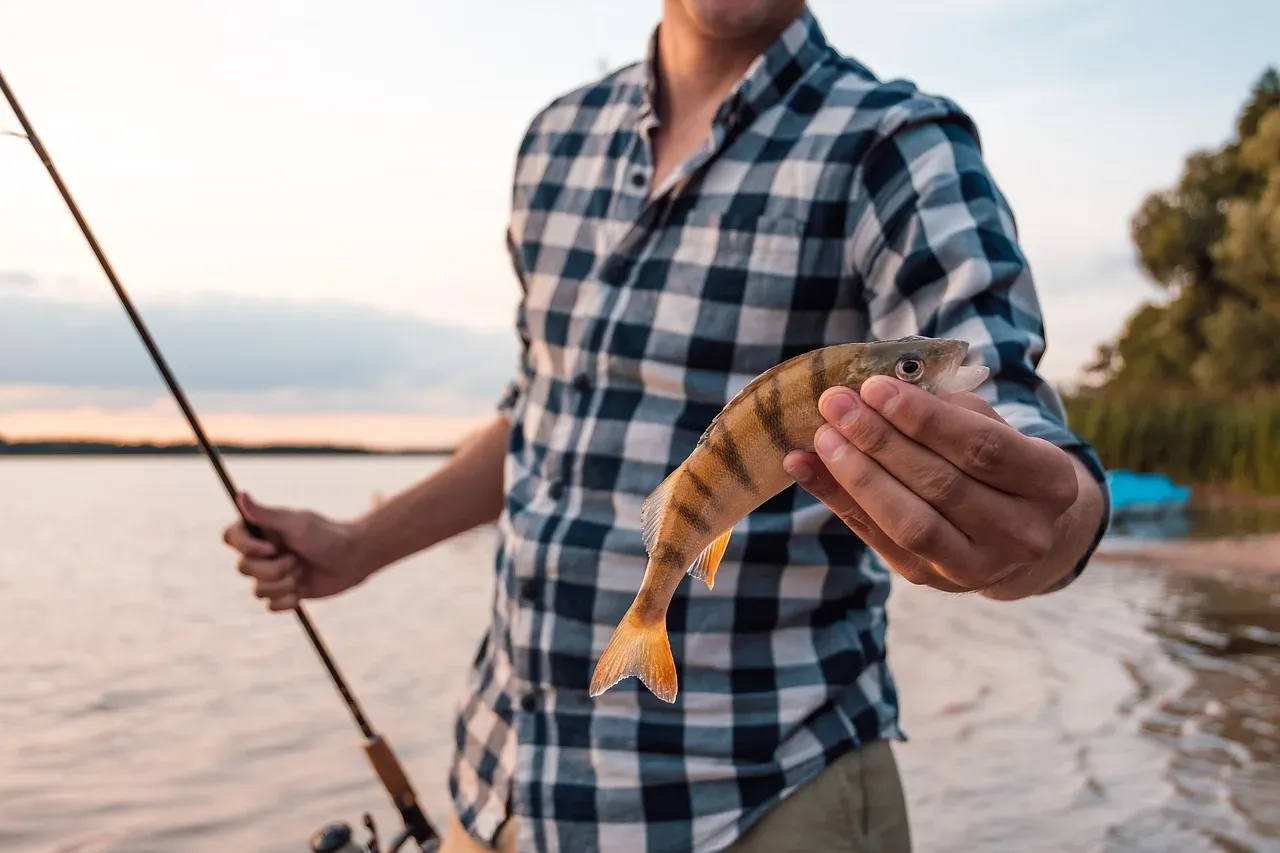 Mężczyzna w kratę trzyma złowionego sandacza, obok wędka spinningowa. Udany poł&oacute;w na spinning na sandacza.