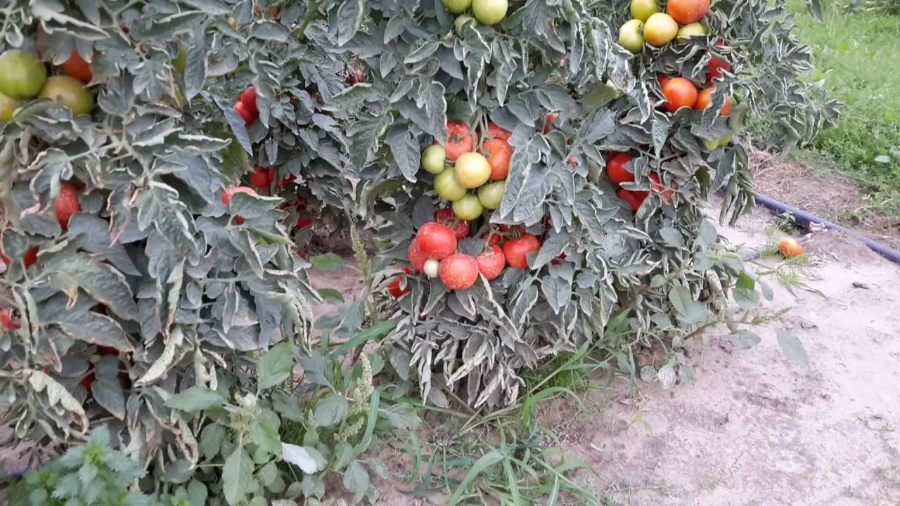 rozsada pomidorów lima