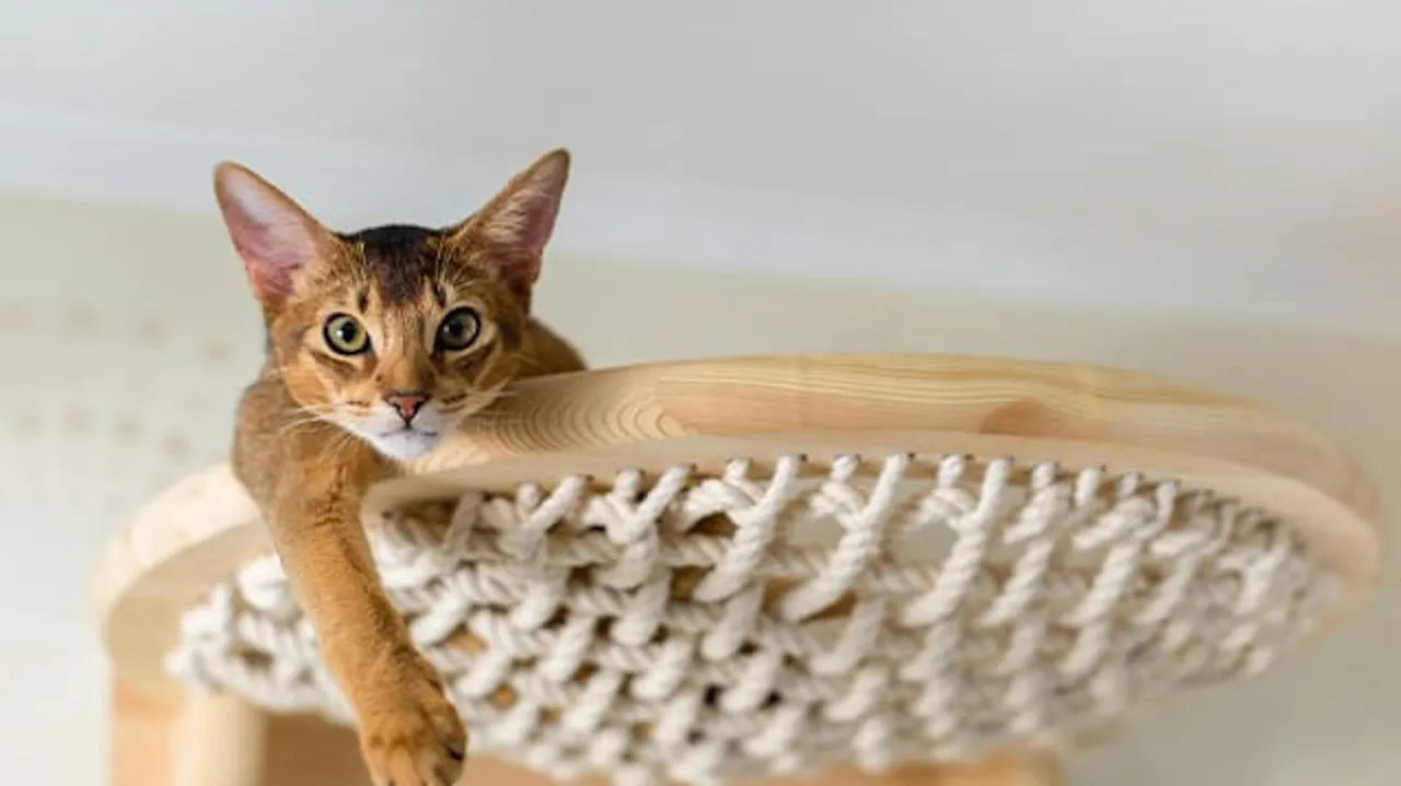 narzędzia i materiały do budowy półek dla kota