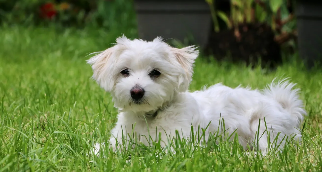 maltańczyk z zaciekami pod oczami