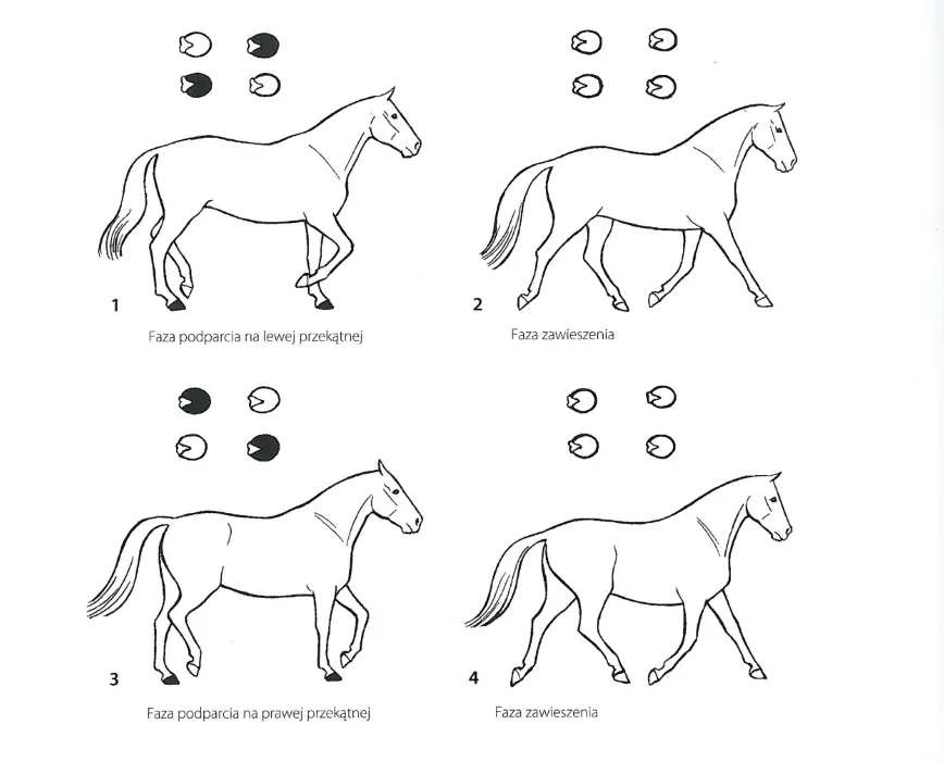 pozy konia w ruchu rysunek