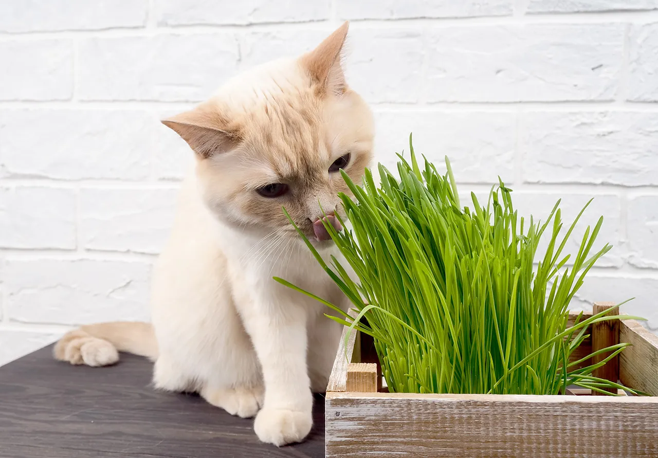 waleriana i matatabi dla kota