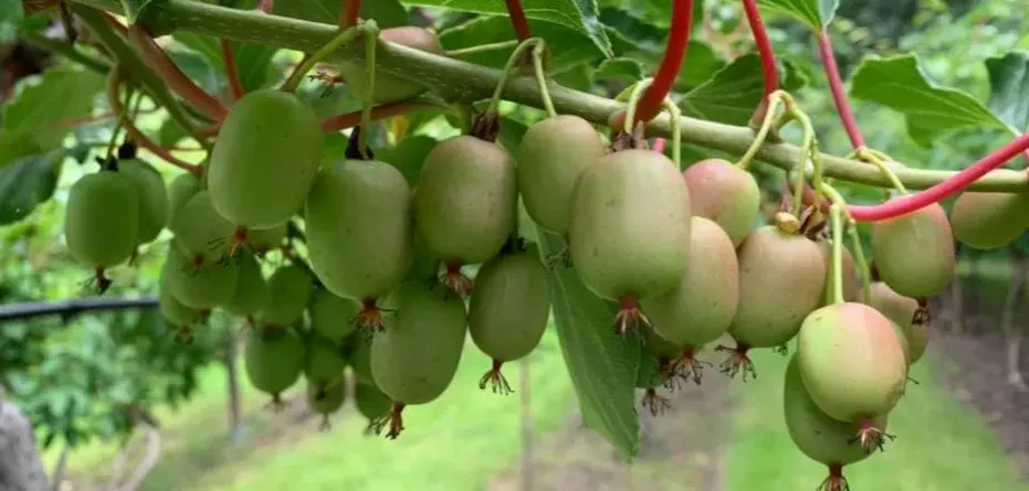dojrzałe owoce mini kiwi na krzewie