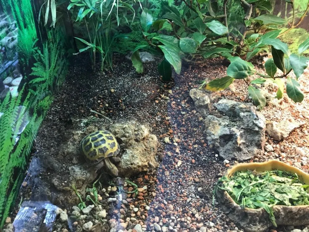 bezpieczne rośliny dla żółwia lądowego