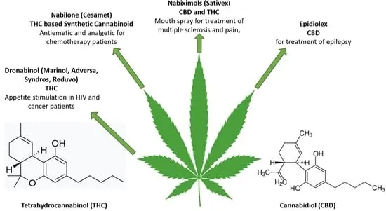 Molekuła THC i roślina konopi