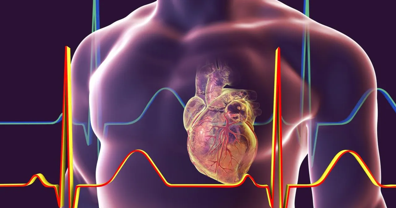 Budowa serca człowieka i mięsień sercowy