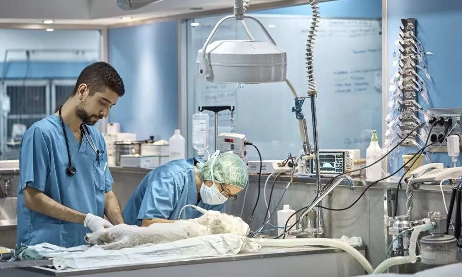 weterynarz chirurg podczas operacji zwierzęcia