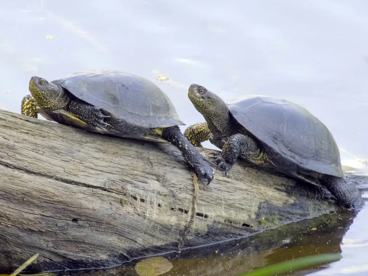 Żółw błotny Emys orbicularis
