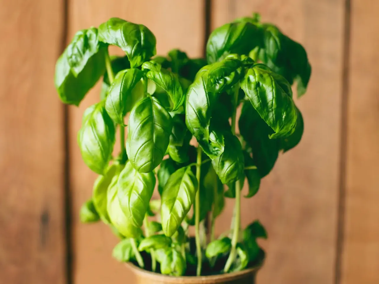 Zielona, bujna bazylia w doniczce. Idealna do posadzenia na balkonie, by cieszyć się świeżymi ziołami.