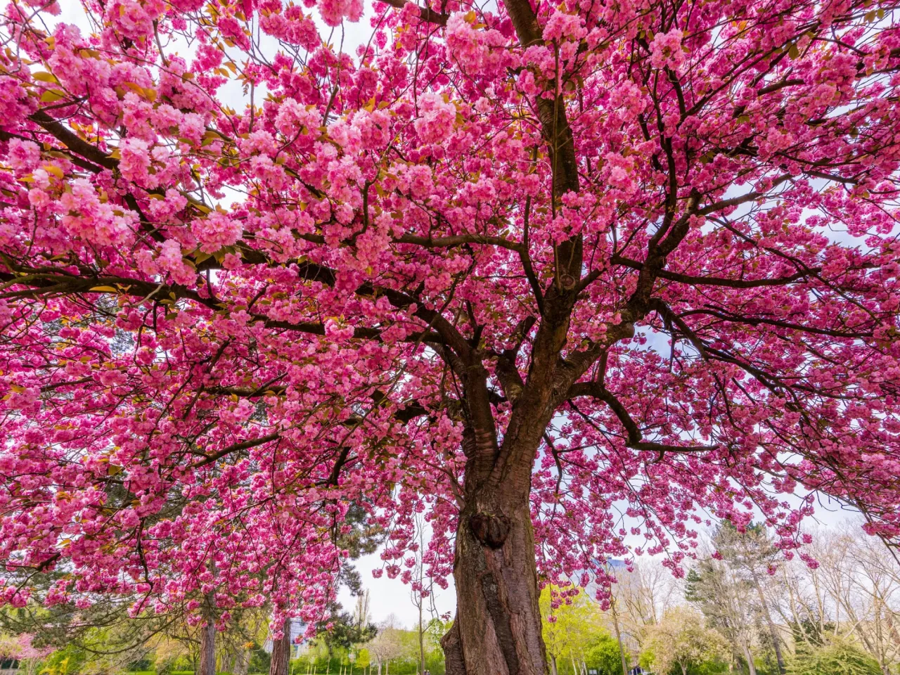 Wiśnia japońska kwitnienie, różnice wiśnia owocowa vs ozdobna
