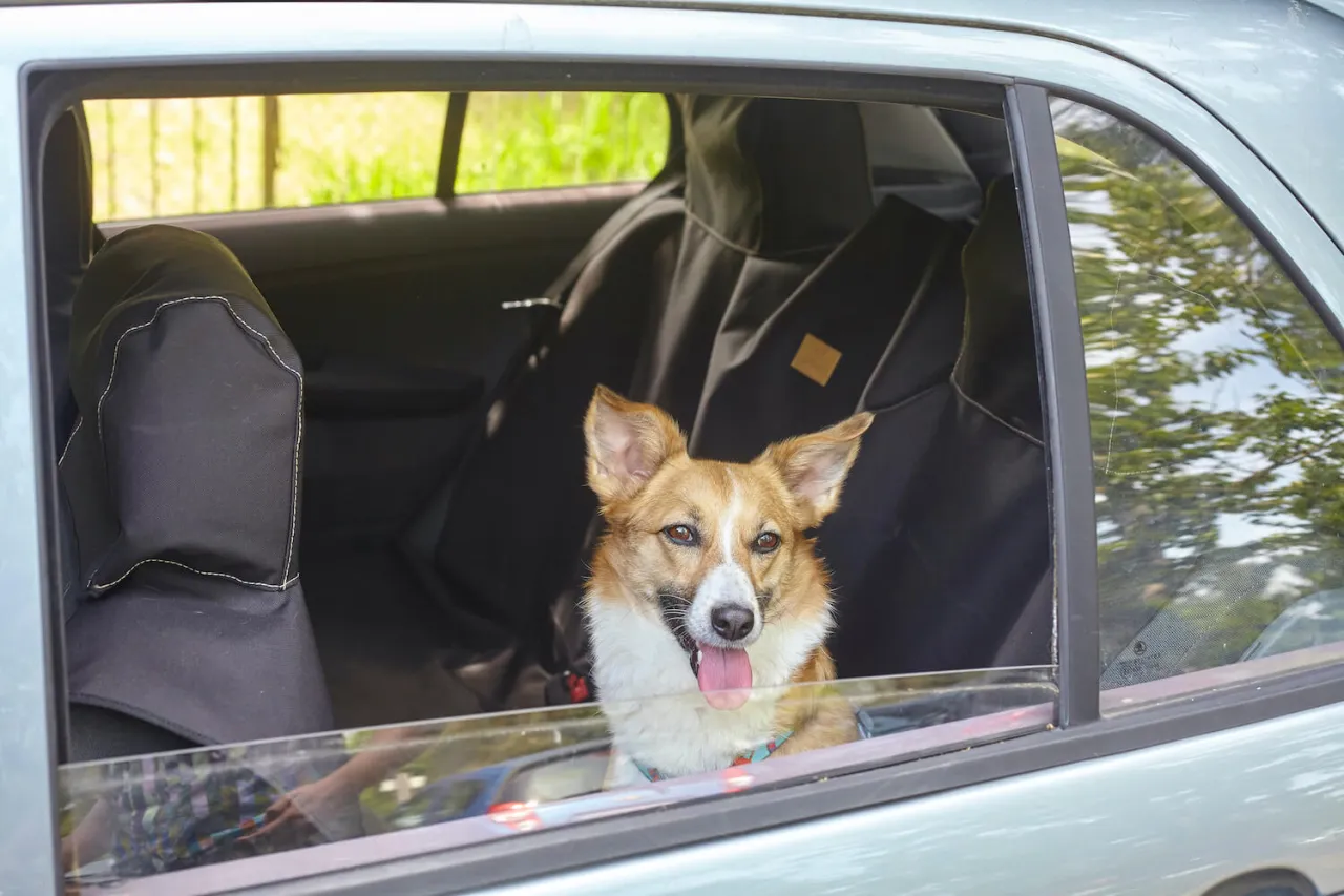 Szczeniak w samochodzie, gotowy na podr&oacute;ż. Dowiedz się, jak przewozić szczeniaka w samochodzie bezpiecznie i komfortowo.