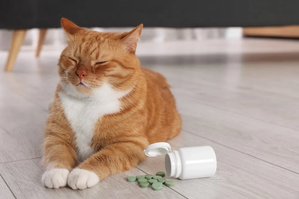 jak podać kotu tabletkę w jedzeniu
