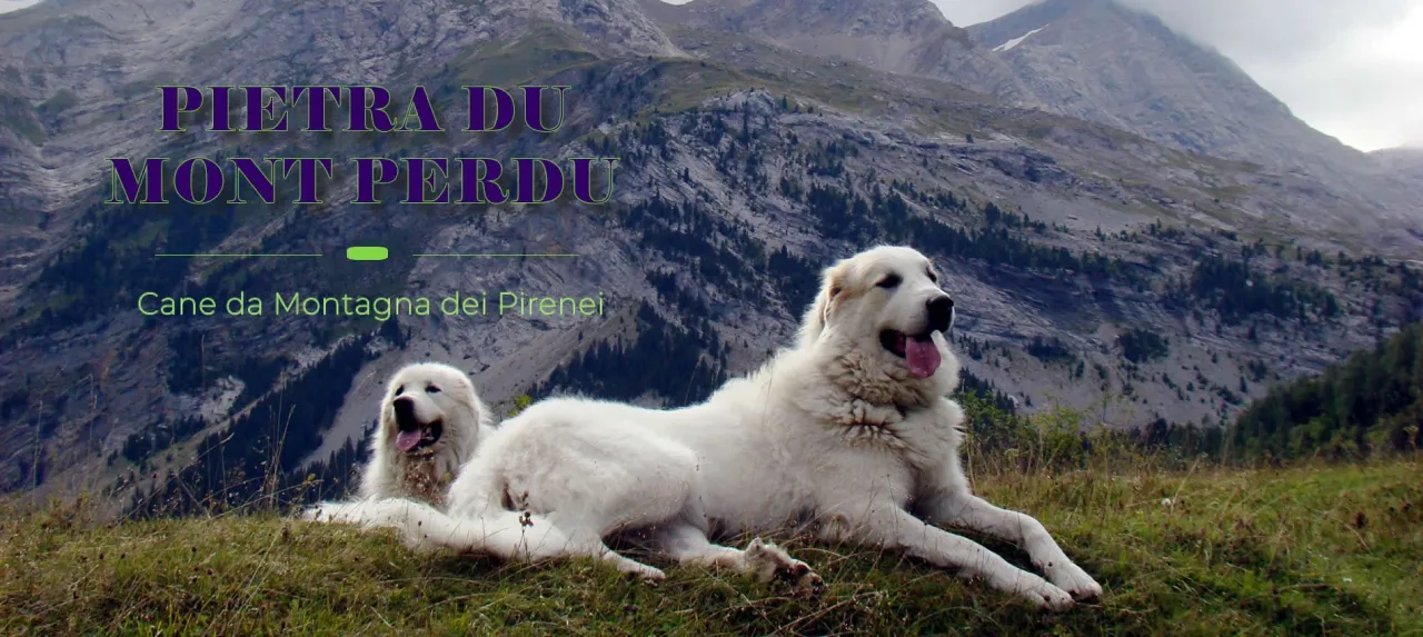 Cane da Montagna dei Pirenei maestoso