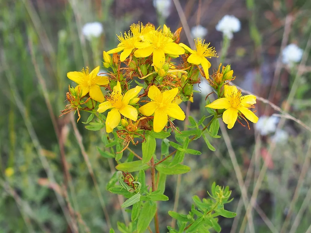 dziurawiec zwyczajny roślina