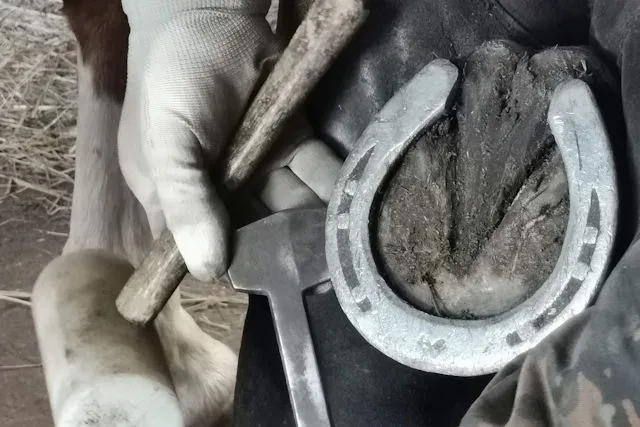Kowal podkuwa konia proces