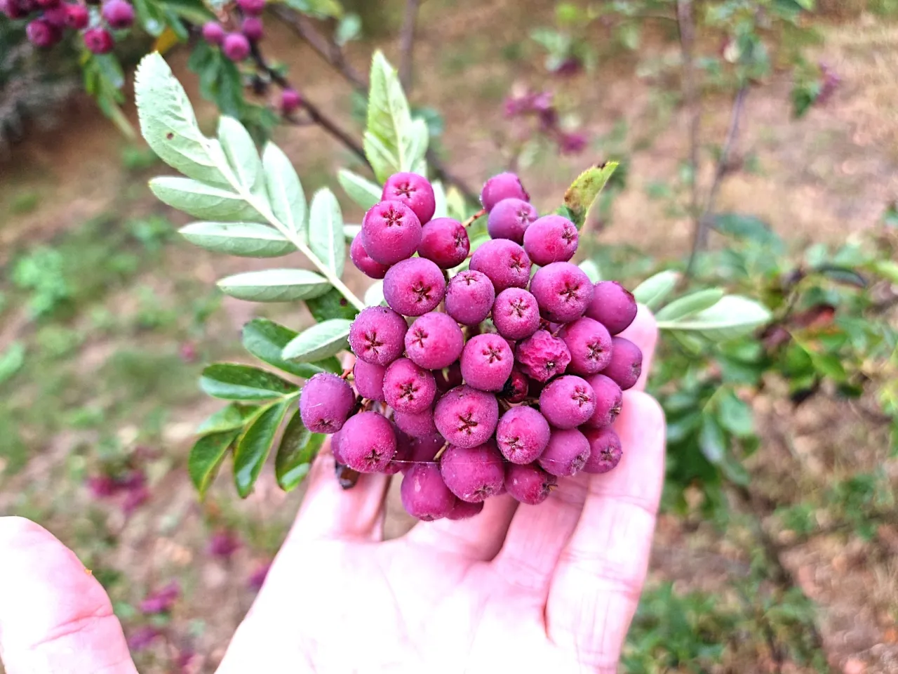 jarzębina po przymrozkach