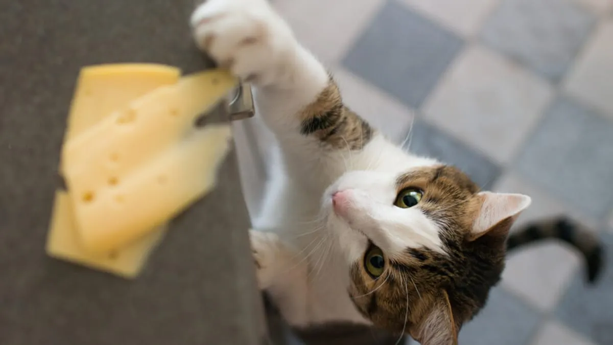 kot patrzący z ciekawością na kawałek żółtego sera