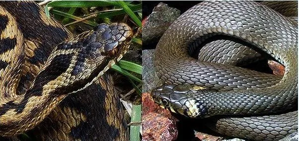 Por&oacute;wnanie głowy i źrenic żmii zygzakowatej i zaskrońca