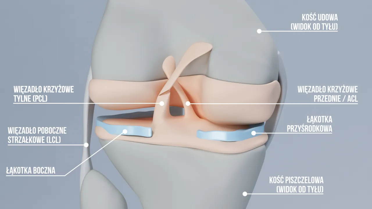 Anatomia kolana więzadła