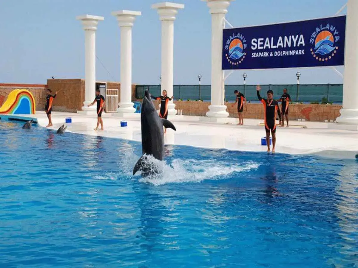 Sealanya Dolphinpark pokazy delfinów
