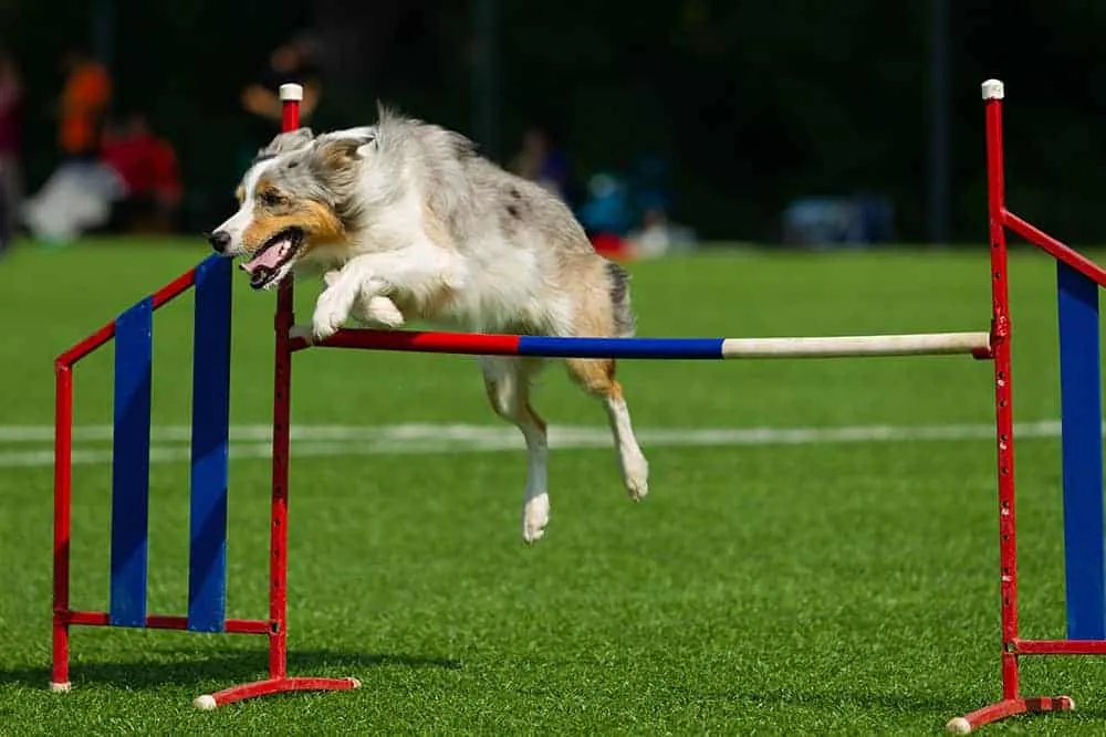 Border collie wykonujący agility