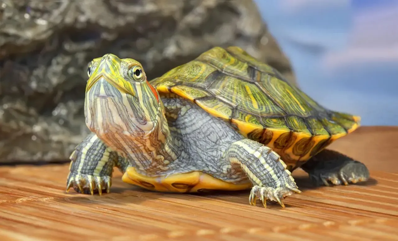 popularne gatunki żółwi wodnych w Polsce