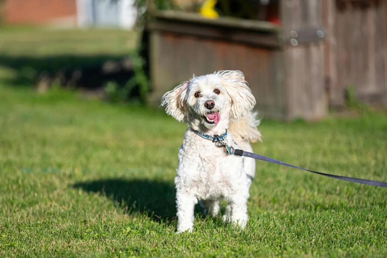bezpieczeństwo czystek pies