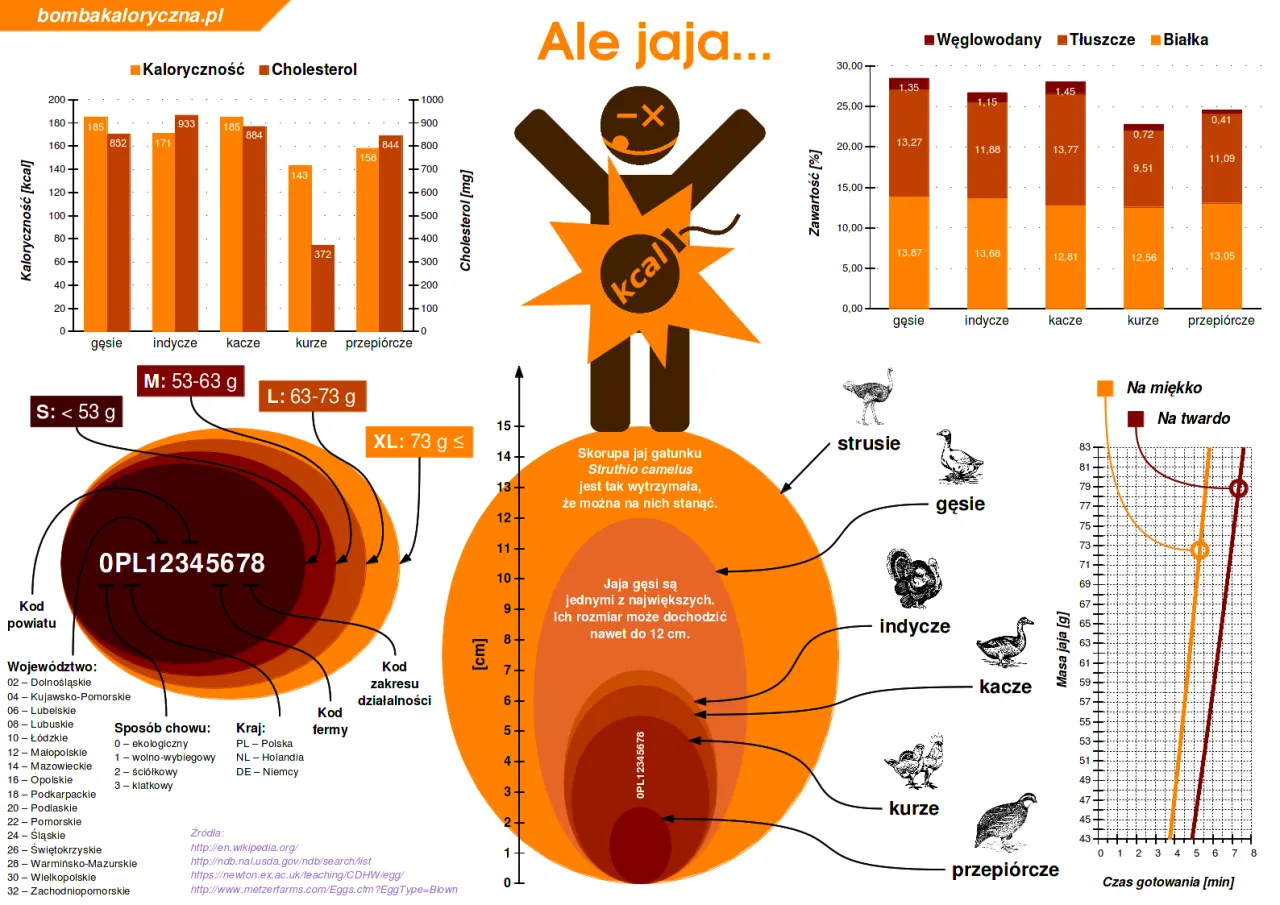 przekr&oacute;j jajka wartości odżywcze infografika