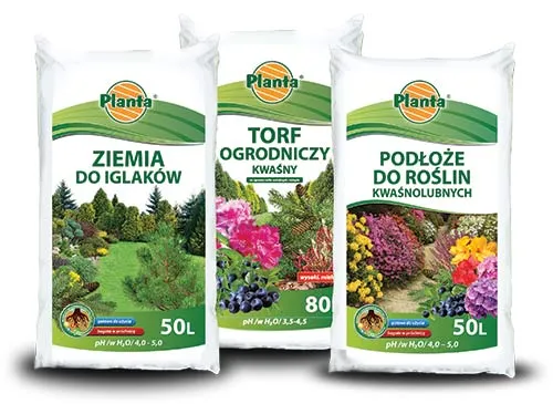 Zdjęcie Co można uprawiać na ziemiach torfowych? Odkryj rośliny idealne