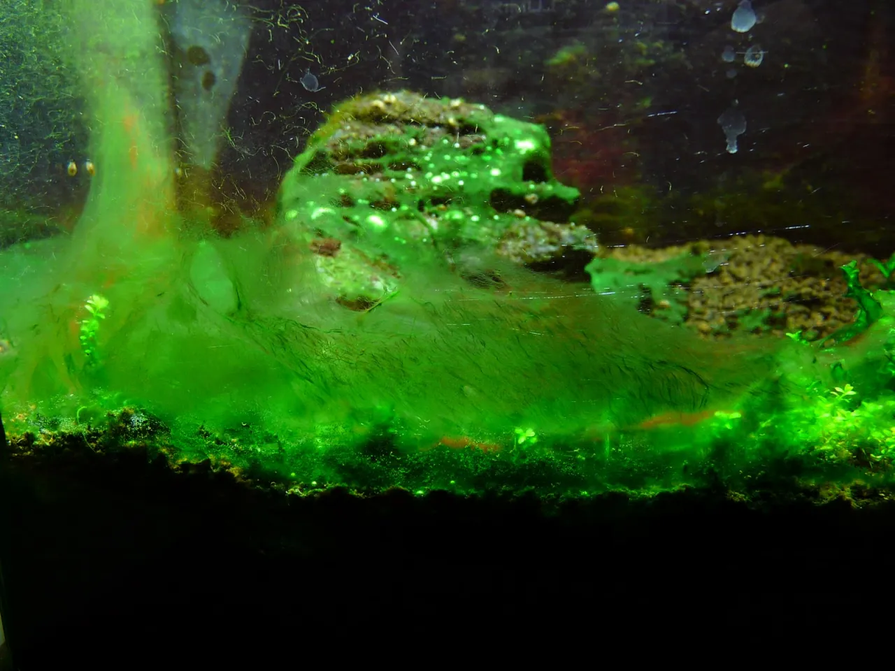 akwarium z glonami i zielona woda