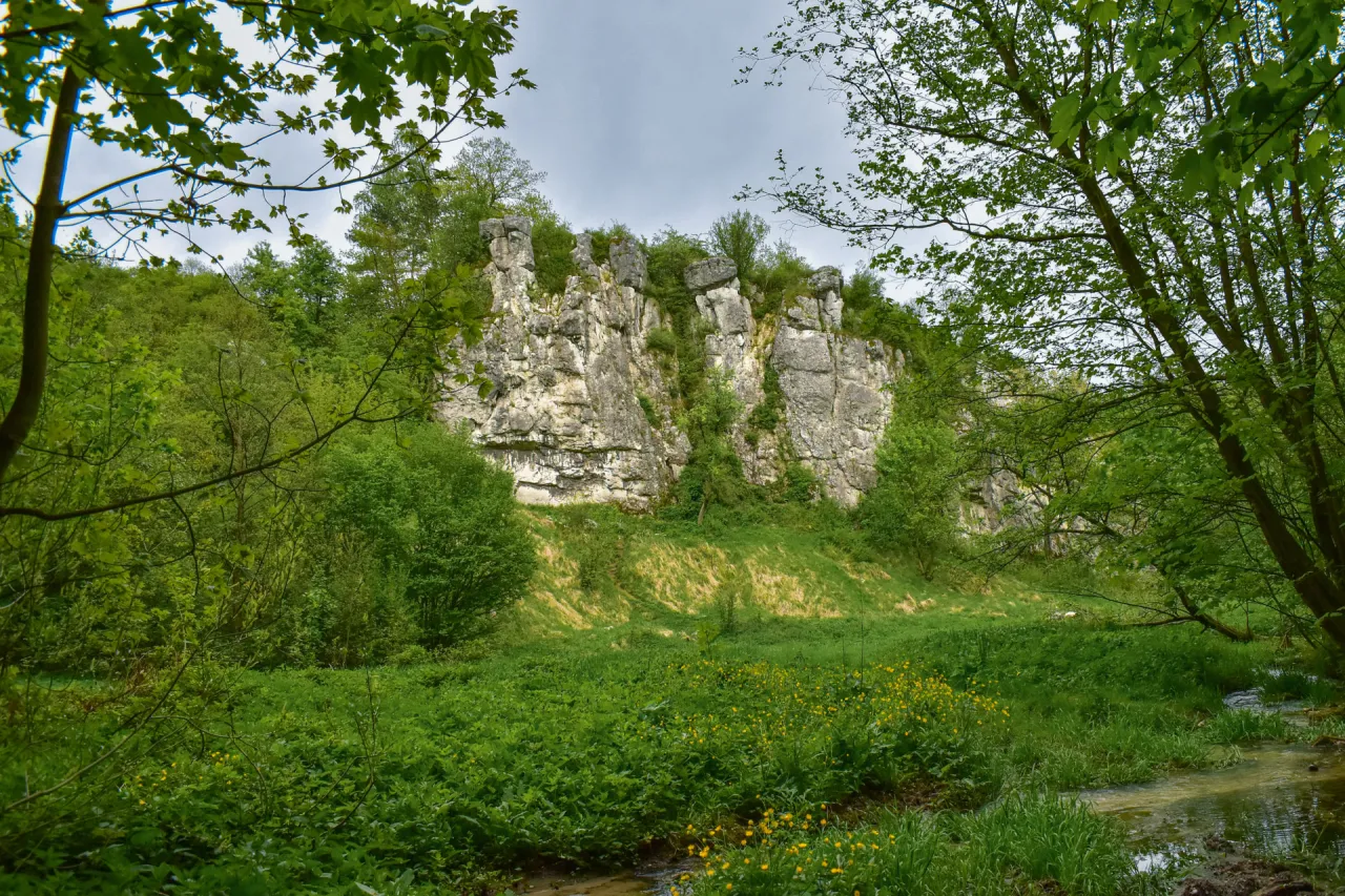 Malowniczy krajobraz w rezerwacie przyrody Dolina Kluczwody: skalne wapienne ostańce, bujna zieleń i kwitnące ż&oacute;łte kwiaty nad strumieniem.