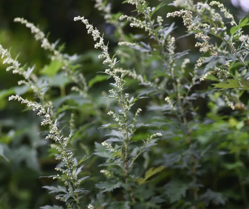 osoba z alergią na rośliny astrowate lub kamicą żółciową