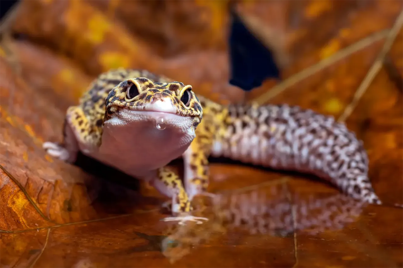 Termostat do terrarium z czujnikiem